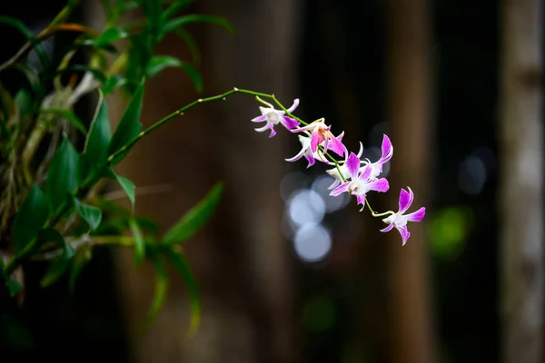 Ramas Muchas Flores Púrpuras Brillantes Orquídea Fondo Con Bokeh Hermoso —  Fotos de Stock