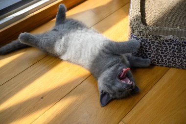 Kedi dille ve gözle görülür dişlerle esniyor, çok tatlı ve komik görünüyor. Mavi İngiliz Shorthair Kedicik odasındaki ahşap zeminde rahat bir şekilde uyuyor. Tüm gövde üst görünümü