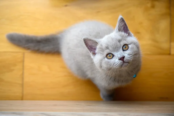 Gatito Travieso Sentado Suelo Madera Mirando Hacia Arriba Gato Taquigráfico — Foto de Stock