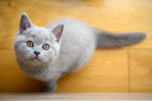 Kucing Nakal Duduk Lantai Kayu Dan Melihat Atas Kucing Inggris — Stok Foto