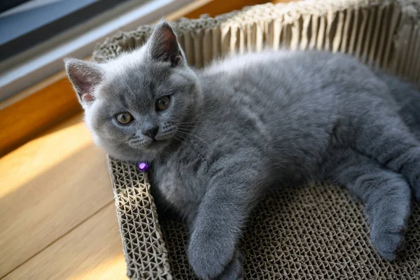 British Shorthair Kitten Blue Color Lying Cardboard Box Scratching Cat — Stock Photo, Image