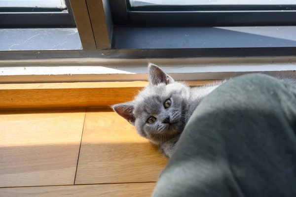 Kedicik Dikizliyor Mavi Ngiliz Shorthair Kedisi Kedi Oyuncaklarının Arkasına Saklanıyor — Stok fotoğraf
