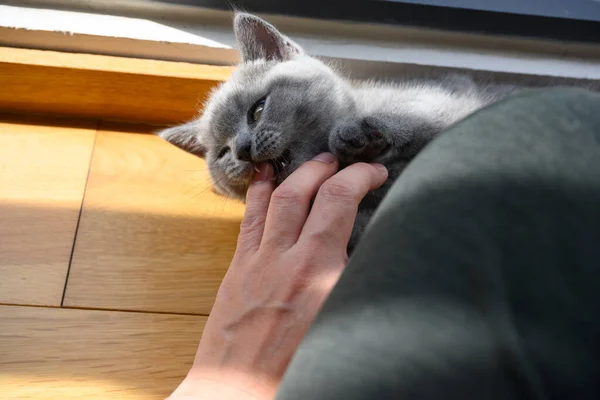 猫咬人的手指 蓝色的英国山猫和主人玩耍 淘气的猫躺在窗边房间的地板上 — 图库照片