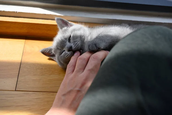 Gatinho Mordendo Dedo Uma Pessoa Blue British Shorthair Gato Brincando — Fotografia de Stock