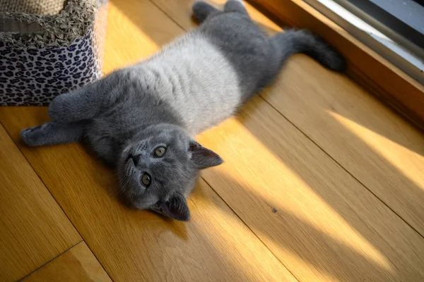 ブルーブリティッシュ ショートヘア子猫部屋の木製の床で快適に眠ります 部屋に注ぐ窓からの完全なボディトップビュー かわいいと美しい子猫 良い血統 — ストック写真