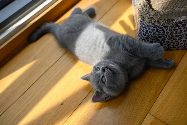 Blue British Shorthair Kitten Sleep Comfortably Wooden Floor Room Full — Stock Photo, Image