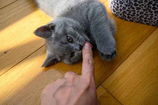 Kitten Biting Person Finger Blue British Shorthair Cat Playing Owner — Stock Photo, Image
