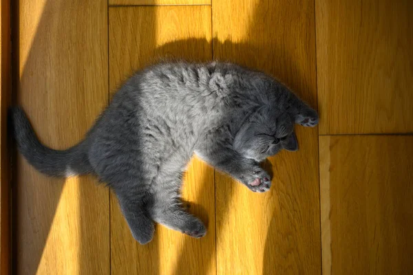Koťátko Ležící Břiše Rukama Hlavě Velmi Vtipná Roztomilá Poloha Modrá — Stock fotografie
