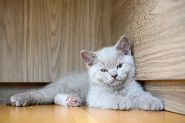Gatito Soñoliento Parpadea Duerme Esquina Gato Británico Taquigrafía Color Lila — Foto de Stock