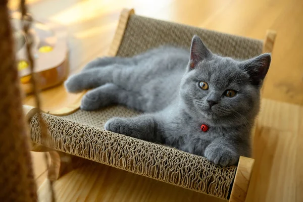 Gatito Descansando Cómodamente Rascador Azul Británico Shorthair Gato Somnoliento Mira — Foto de Stock