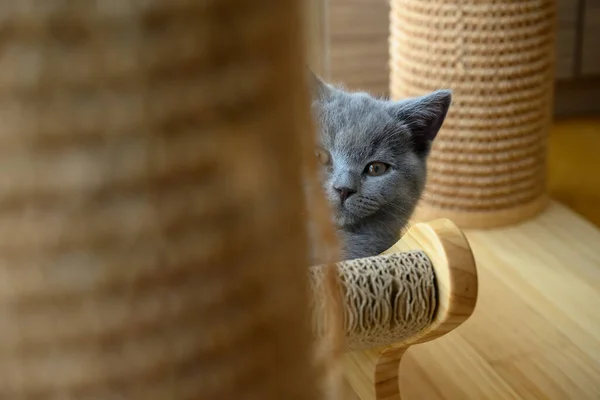 Gatito Mirando Blue British Shorthair Gato Escondido Detrás Los Juguetes — Foto de Stock