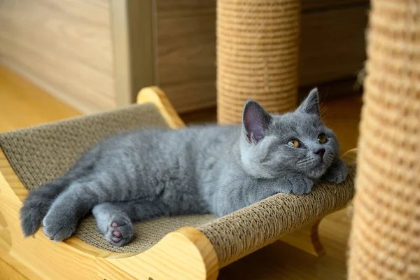 Γάτα Είναι Αφηρημένη Γατάκι Αναπαύεται Στο Ξυστό Μπλε Βρετανίδα Αγριόγατα — Φωτογραφία Αρχείου
