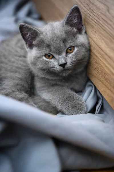 Kitten Sitting Floor Wrinkled Gray Bedspread Full Front View Purebred — Stock Photo, Image