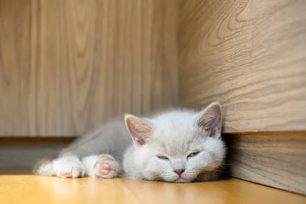 Kitten Sleeping Corner Lilac British Shorthair Cat Sleeping Wooden Floor — Stock Photo, Image