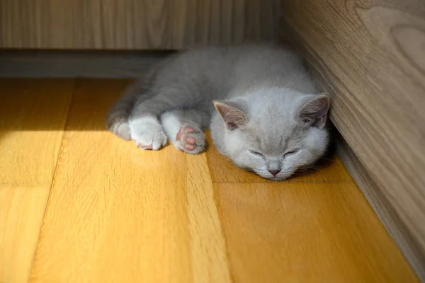 Kitten Sleeping Corner Lilac British Shorthair Cat Sleeping Wooden Floor — Stock Photo, Image