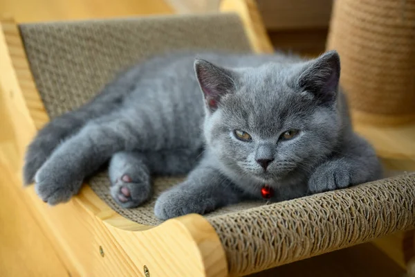 Gatito Descansando Cómodamente Rascador Azul Británico Taquigrafía Gato Soñoliento Ojos Imagen de stock