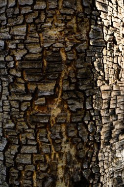 The trunk of a large tree with the cracked bark is naturally beautiful, the sunlight creates a beautiful dimension and color, a close-up of the cracked tree to use as a background image.