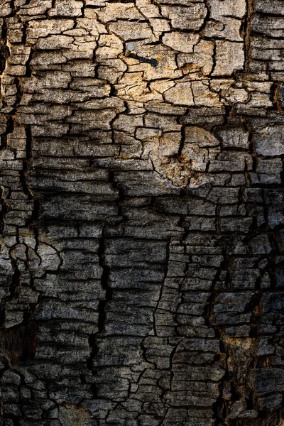 Trunk Large Tree Cracked Bark Naturally Beautiful Sunlight Creates Beautiful — Fotografia de Stock