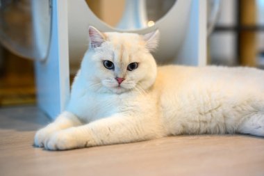 Yakışıklı genç kedi oturmuş yere bakıyor, gümüş rengi İngiliz Shorthair kedisi büyük mavi gözlü, yarışma sınıfı beyaz kedisi. Evin zemininde rahatça oturuyordu..