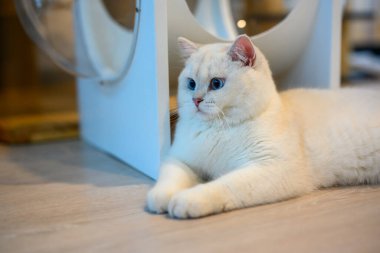 Yakışıklı, genç bir kedi, yan yan bakıyor, gümüş rengi İngiliz Shorthair kedisi, büyük mavi gözlü, yarışma sınıfı beyaz soyağacı kedisi. Evin zemininde rahatça oturuyordu..