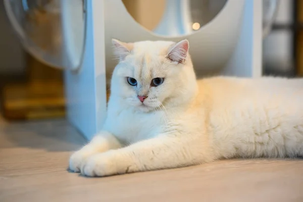 ハンサムな若い猫が座って地面を見下ろすポーズ 大きな美しい青い目 コンテストグレードの白い猫と銀の英国の短剣猫 家の中の床に腰を下ろして — ストック写真