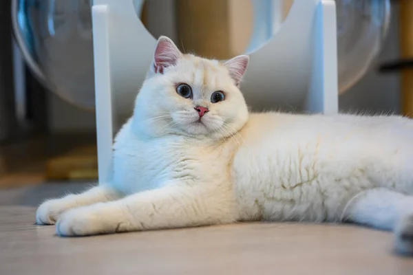 ハンサムな若い猫が座って横に見てポーズ 大きな美しい青い目をした銀英国の短剣猫 コンテストグレードの白い血統の猫 家の中の床に腰を下ろして — ストック写真