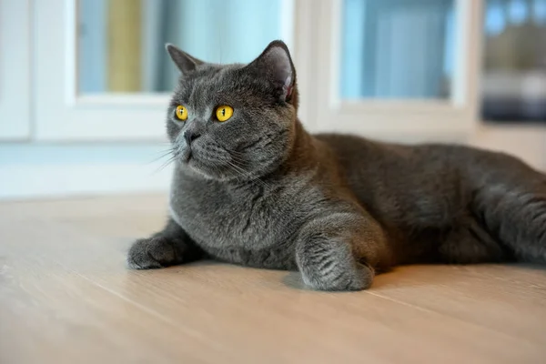 Blue British Shorthair Cat Orange Eyes Black Cat Relaxing Floor — Stock Photo, Image