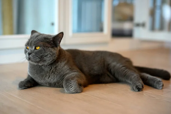 青い英国の短い髪の猫とオレンジの目 家の床にリラックスした黒い猫 ハンサムな若い猫のポーズと横に見て — ストック写真