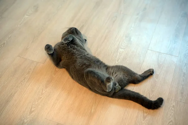 Black cat lying on its back, young cat sleeping with legs spread open, showing genitalia, lying in a funny and revealing position.