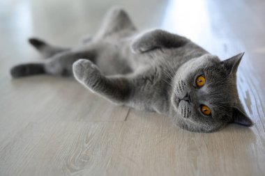 Sırtüstü yatan kara kedi, bacaklarını açmış uyuyan genç kedi, komik ve açık bir pozisyonda yatıyor. İngiliz Shorthair Mavisi. Evin ahşap zemininde, yan görünüşte.