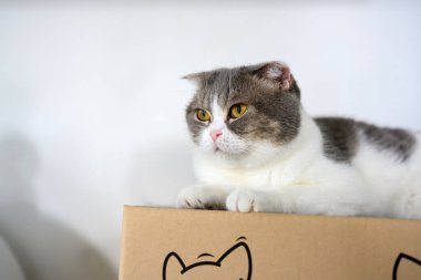 Şirin bir kedi kız bir karton kutunun üzerinde dinleniyor. Evin arka tarafında beyaz bir duvar var. Rahatlatıcı atmosfer, İskoç kedisi sarı gözler rahatça oturur ve bakar..