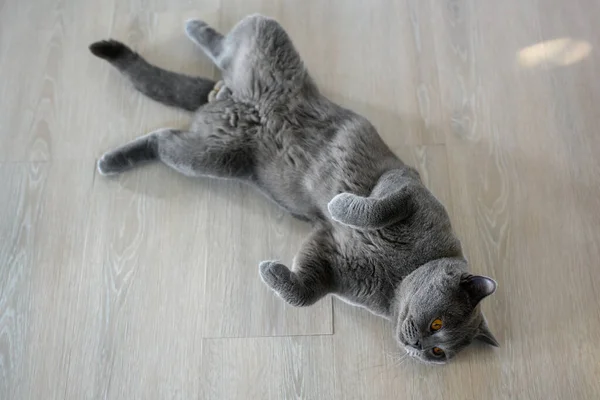 Black cat lying on its back, young cat sleeping with legs spread open, lying in a funny and revealing position. British Shorthair Blue color supine on the wooden floor in the house, Top view