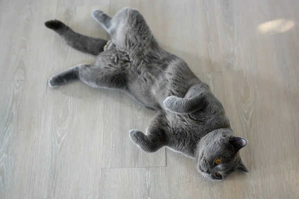 Gato Preto Deitado Costas Gato Jovem Dormindo Com Pernas Abertas — Fotografia de Stock