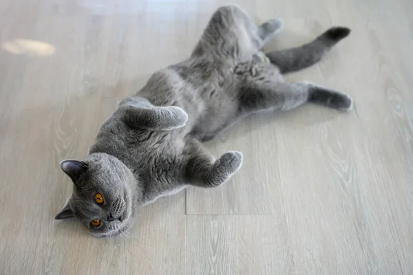 Black cat lying on its back, young cat sleeping with legs spread open, lying in a funny and revealing position. British Shorthair Blue color supine on the wooden floor in the house, Top view