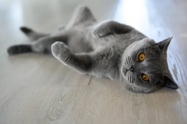 Black cat lying on its back, young cat sleeping with legs spread open, lying in a funny and revealing position. British Shorthair Blue color supine on the wooden floor in the house, side view