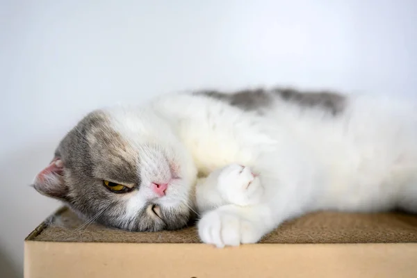 Cute Gata Menina Dormindo Impertinente Uma Caixa Papelão Atrás Casa — Fotografia de Stock