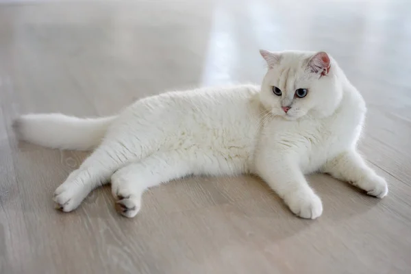 Hezká Mladá Kočka Pózující Dívající Přímo Sebe Stříbrná Britská Krátkosrstá — Stock fotografie