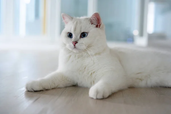 ハンサムな若い猫座ってまっすぐ振り返ってみると 大きな美しい青い目をした銀英国の短剣猫 コンテストグレードの白い血統の猫 家の中の床に腰を下ろして — ストック写真