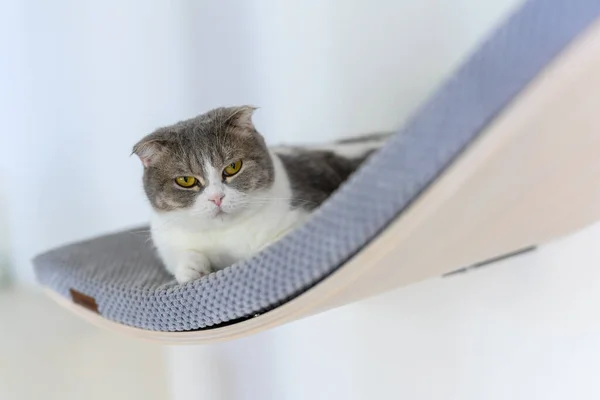 고양이 마리가 파란색부드러운 선반에 고양이를 장식용 선반에는 줄무늬 스코틀랜드 접이식 — 스톡 사진