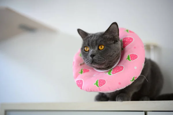 고양이 천으로만든 칼라를 두르고 분홍색 무늬로 염색을 방지하기 고양이는 고양이는 — 스톡 사진