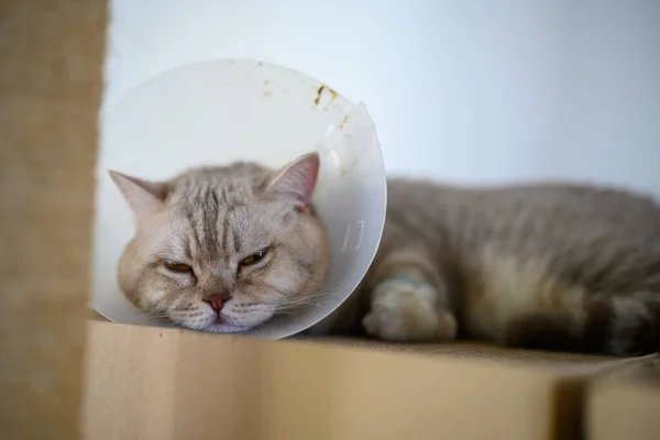 고양이는 플라스틱 칼라를 착용하여 방지하고 채판지 위에서 고양이는 목걸이를 진절머리가 — 스톡 사진