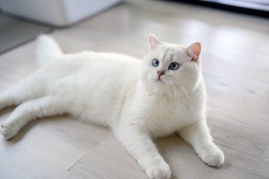 Yakışıklı genç kedi yalan bir pozisyonda oturur ve yukarı bakar. Yukarıdan bakıldığında, gümüş rengi İngiliz Shorthair kedisi, güzel büyük mavi gözler, yarışma derecesinde beyaz kedi evde yerde rahatça oturuyor..
