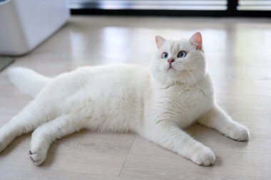 Yakışıklı genç kedi yalan bir pozisyonda oturur ve yukarı bakar. Yukarıdan bakıldığında, gümüş rengi İngiliz Shorthair kedisi, güzel büyük mavi gözler, yarışma derecesinde beyaz kedi evde yerde rahatça oturuyor..