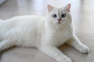 Yakışıklı genç kedi yalan bir pozisyonda oturur ve yukarı bakar. Yukarıdan bakıldığında, gümüş rengi İngiliz Shorthair kedisi, güzel büyük mavi gözler, yarışma derecesinde beyaz kedi evde yerde rahatça oturuyor..