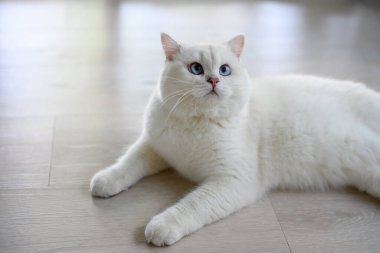 Yakışıklı genç kedi yalan bir pozisyonda oturur ve yukarı bakar. Yukarıdan bakıldığında, gümüş rengi İngiliz Shorthair kedisi, güzel büyük mavi gözler, yarışma derecesinde beyaz kedi evde yerde rahatça oturuyor..