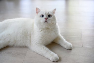 Yakışıklı genç kedi yalan bir pozisyonda oturur ve yukarı bakar. Yukarıdan bakıldığında, gümüş rengi İngiliz Shorthair kedisi, güzel büyük mavi gözler, yarışma derecesinde beyaz kedi evde yerde rahatça oturuyor..