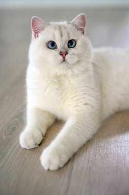 Yakışıklı genç kedi yalan bir pozisyonda oturur ve yukarı bakar. Yukarıdan bakıldığında, gümüş rengi İngiliz Shorthair kedisi, güzel büyük mavi gözler, yarışma derecesinde beyaz kedi evde yerde rahatça oturuyor..