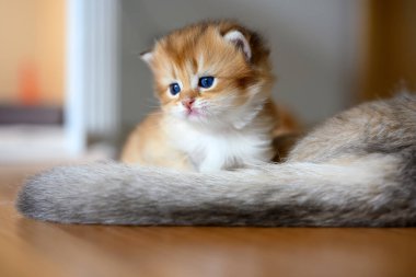 İngiliz Shorthair Altın Kedisi, beyaz bir bez üzerinde oturuyor, tahta bir odada, yavru bir kedi yürümeyi öğreniyor ve anne kedinin kuyruğunda yaramazlık yapıyor..