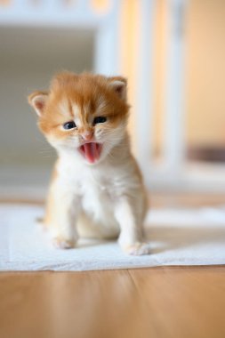 İngiliz Shorthair Altın Kedisi, tahta odada beyaz bir bezin üzerinde oturuyor, yavru kedi yürümeyi ve yaramazlık yapmayı öğreniyor. Güzel duruş, saf ve güzel kan..