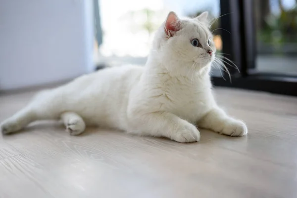 Gato Joven Guapo Sentado Acostado Mirando Hacia Lado Vista Lateral — Foto de Stock